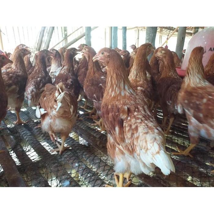 Ayam Petelur Pullet Usia 13 Minggu Siap Kirim Wilayah Jawa - 12 Minggu