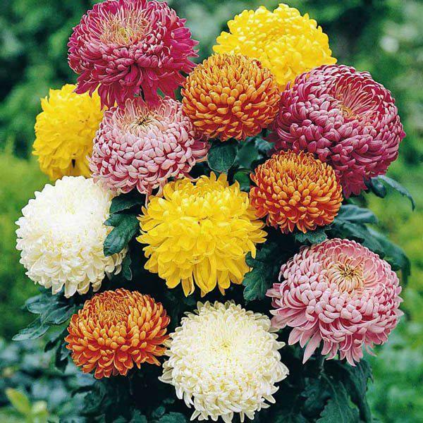 5 Benih Bibit Bunga Krisan Rainbow Mix