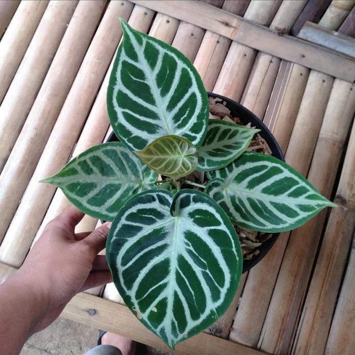 

tanaman anthorium crystalinum rimbun plus pot berkualitas