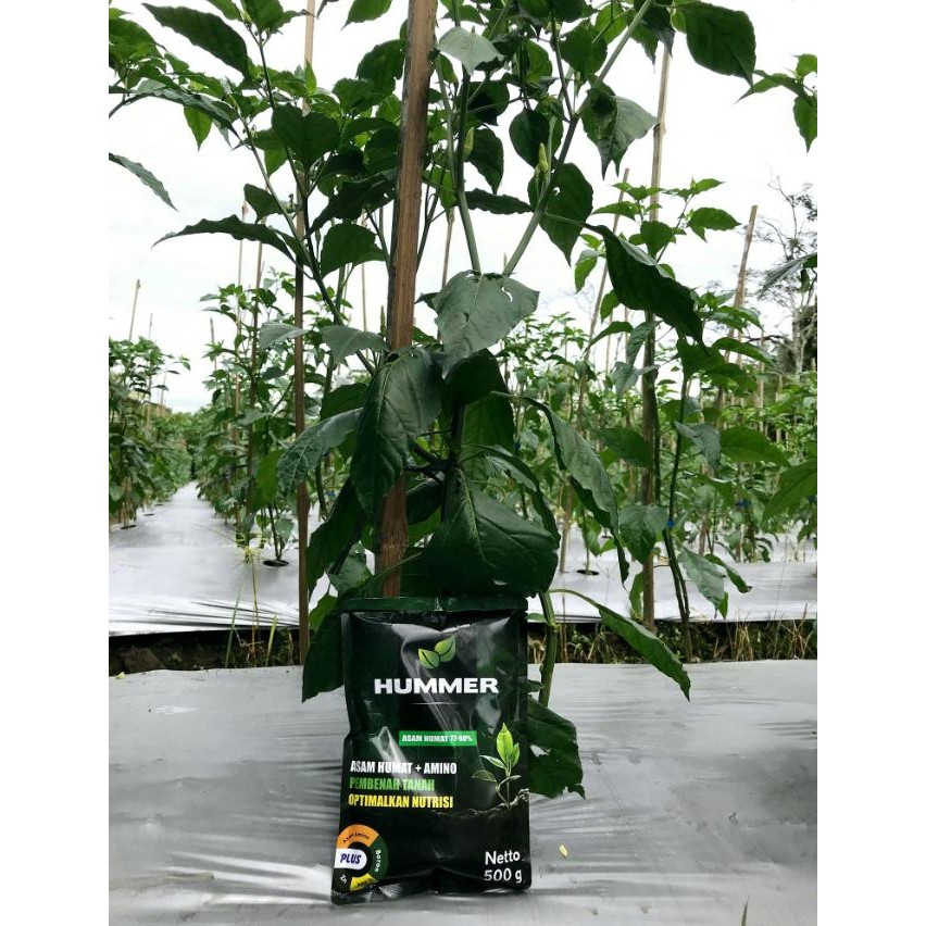 

Promo Asam Humat 90% Hummer 1 Kg Plus Asam Amino & Boron Penyubur Tanah Padi Ketela Jagung Sayur
