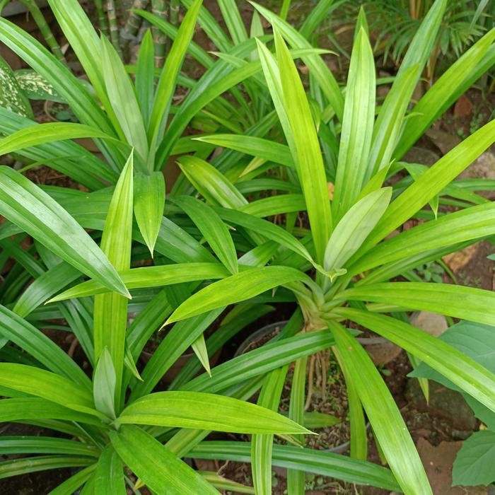 Jlterang Tanaman Herbal Daun Pandan Wangi Daun Sudah Besar