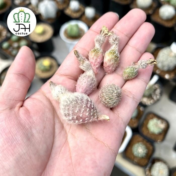 TERUJI Benih Kaktus Astrophytum Mix Biji astro