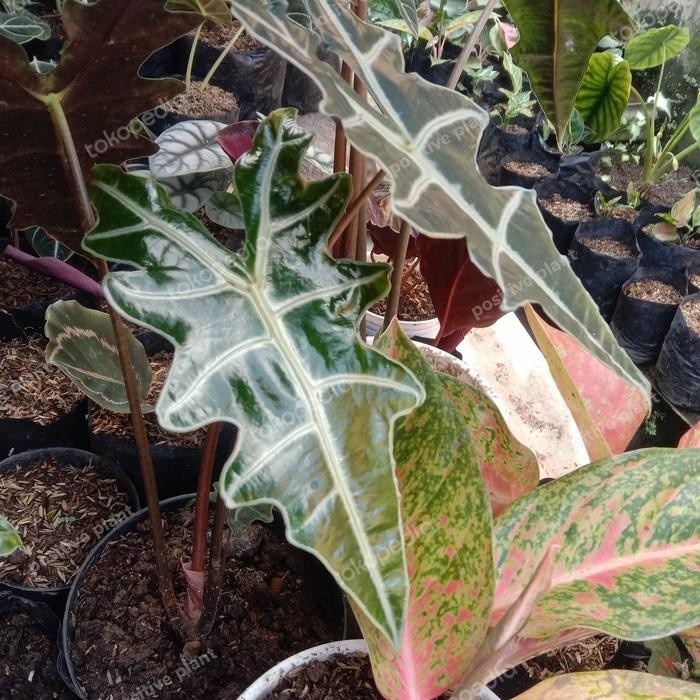 TERPERCAYA alocasia nobilis remaja