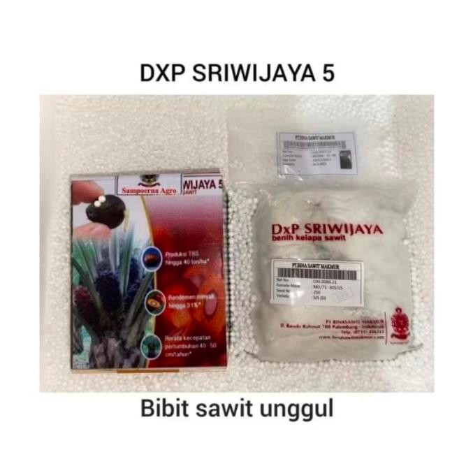 NEW Benih Sawit unggul SRIWIJAYA 5