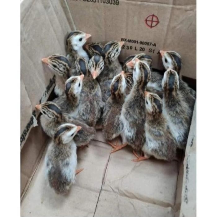 t00e- Anak Ayam Hias Mutiara Murah