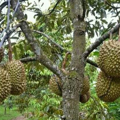 bibit durian super tembaga bangka