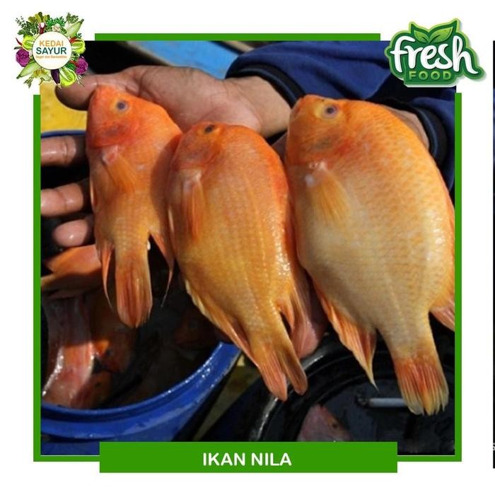 Eat77- Ikan Nila Segar Gratis Potong - Ikan Segar Depok