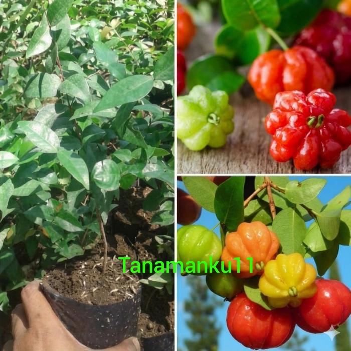 Ready Tanaman Cermai Buah Merah Tinggi -+ 60 Cm