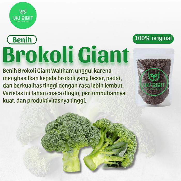 ( 10 Butir ) Benih Biji Brokoli Giant Waltham Brokoli Waltham