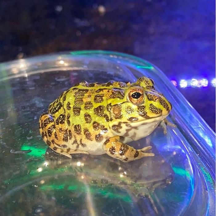 Pixie Frog Size 3,5Cm-4Cm