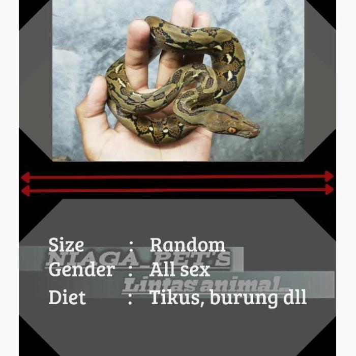 TERMURAHH baby reticulatus python (sanca)
