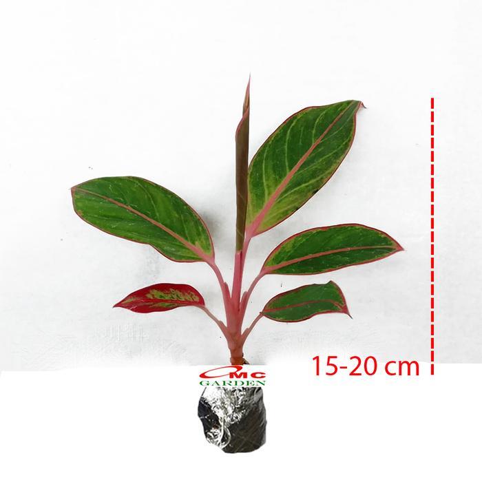Ready Cod Aglonema Pink Lipstick Lipstik Merah Muda Siam Aurora Sri Rejeki 1520 Kode 198