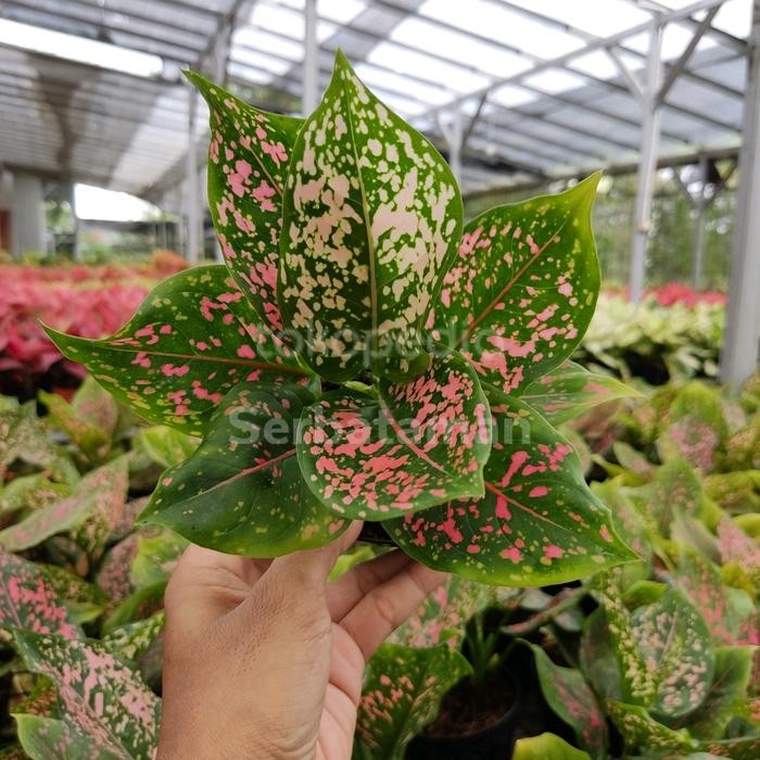 

Tanaman Hias Koleksi Aglonema Pink Dalmatian