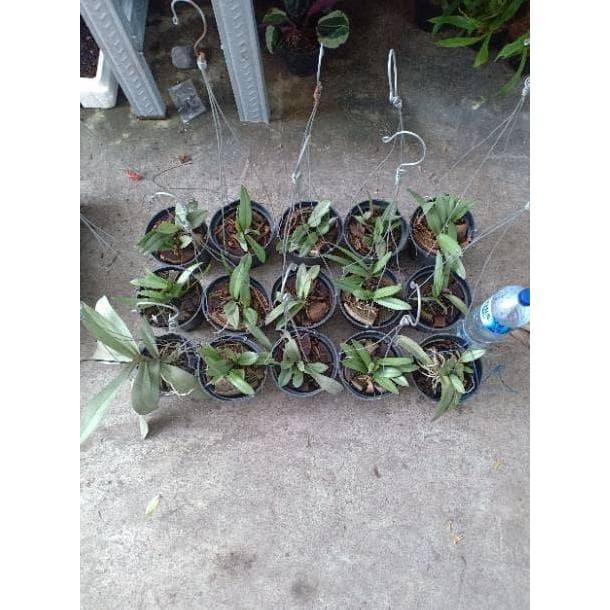 Jlterang Anggrek Doritis Pink Dewasa Rimbun Dan Knop