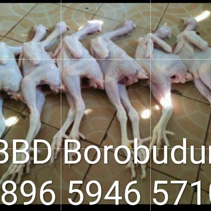 

Pilihan- Ayam Pejantan Berat Hidup 7 Ons