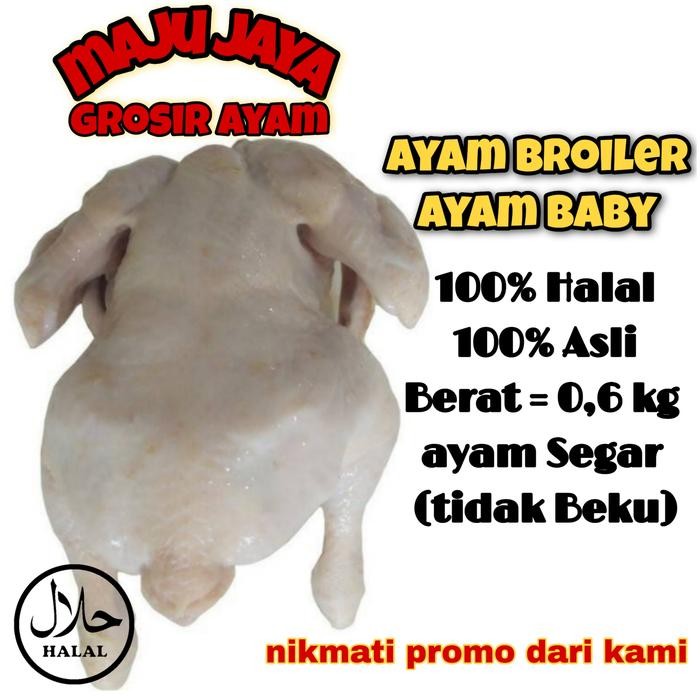 

Pilihan- Ayam Baby Uk. 0.5 -0.6 Ons Ayam Satuan / Ayam Utuh / Ayam 1 Ekor Fresh