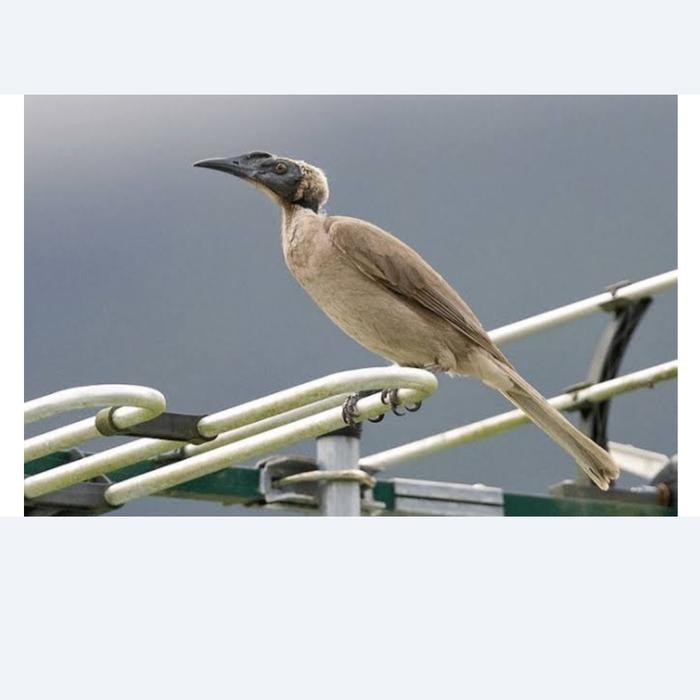 Burung Cucak timor atau koak koak