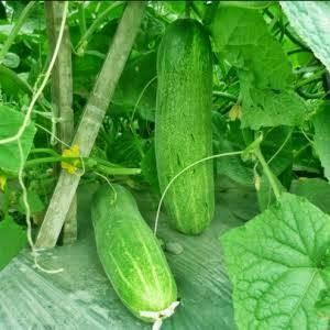 [Isi 15] biji benih bibit timun lokal bibit sayur sayuran unggul