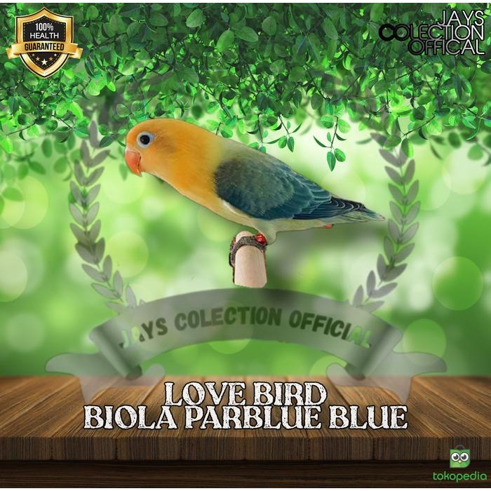 BURUNG LOVEBIRD BIOLA PARBLUE BLUE