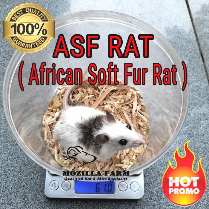 Pilihan- Tikus Putih Asf Rat / African Soft Fur Rat Size Xl ( 51-70 Gram )