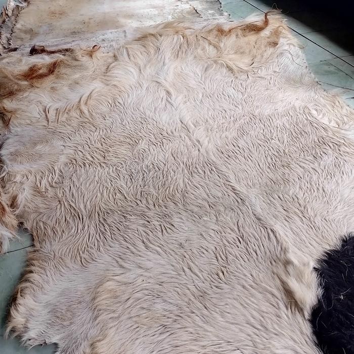 Kulit Kambing Kering Ukuran Super Jumbo Buat Gendang/Bedug