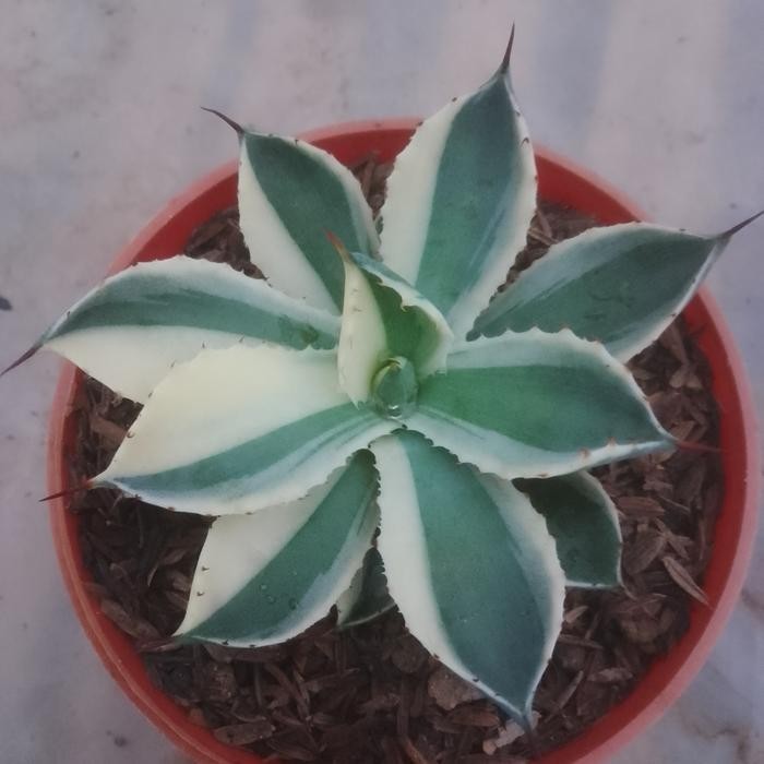 agave kishokan varigata