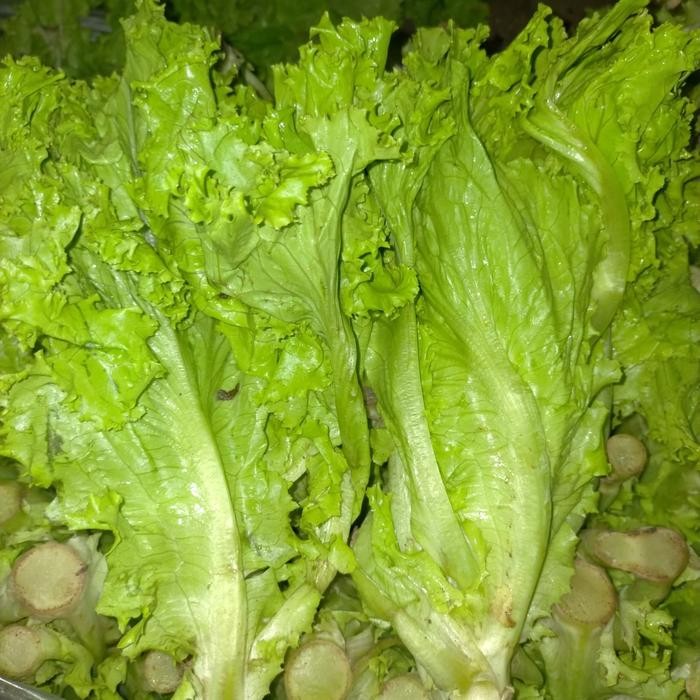 Segar&amanah- Sayur Selada 1Kg