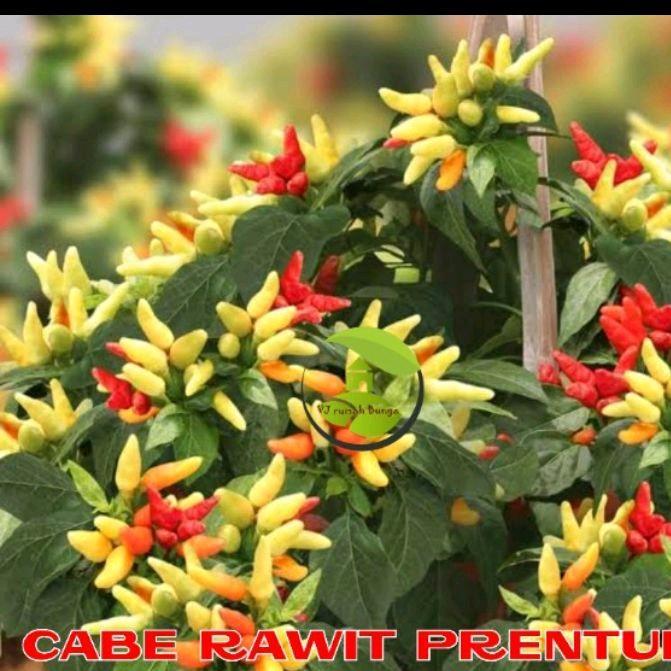 benih bibit cabe rawit prentul Putih