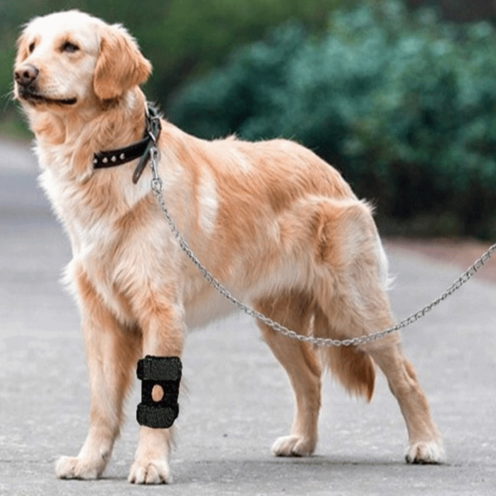 Adjustable Pet Joint Protection Covers Breathable Comfortable Dog Knee Brace Rear Leg Brace Dog