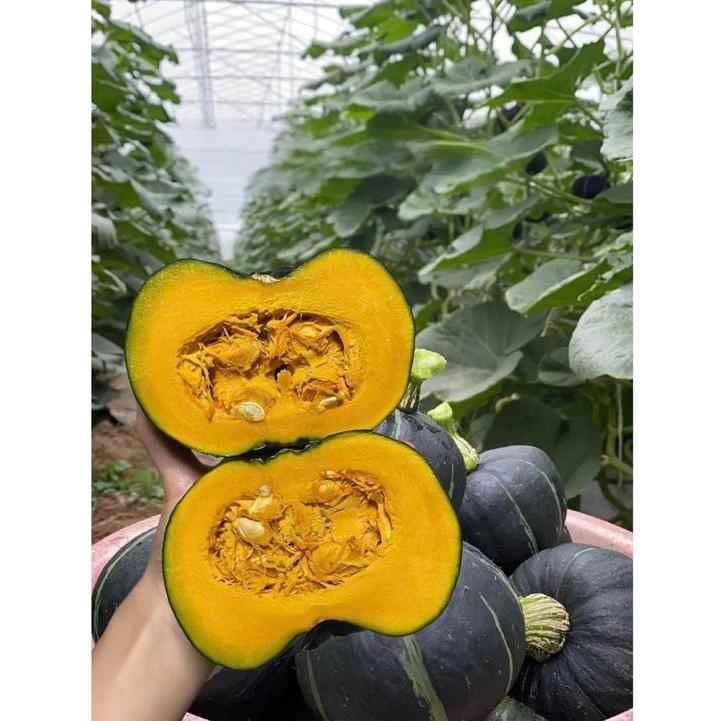 BERGARANSI Benih Labu Jepang KABOCHA - Labu KABOCHA Jepang