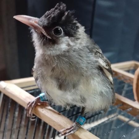 TERBARUUU burung anakan kutilang lolohan usia 2 bln