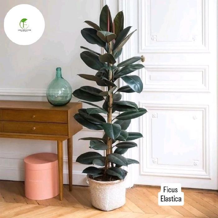 Tanaman hias karet kebo / Ficus elastica rubber plant