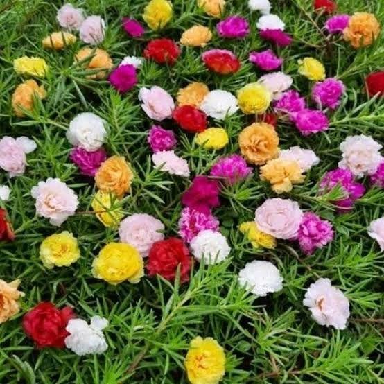 Paket 20 stek Bunga Krokot tumpuk dengan 10 jenis warna warni
