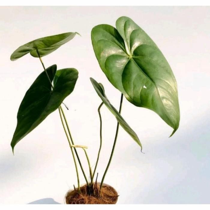 SM- paket hemat 3 jenis bunga tanaman hias Anthurium mickey mouse