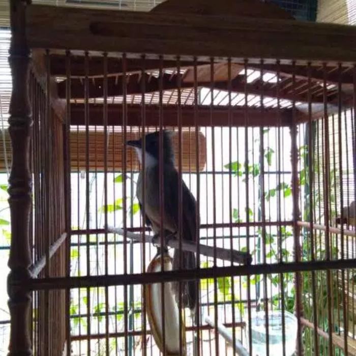 burung kapas tembak betina masteran murai kacer dll