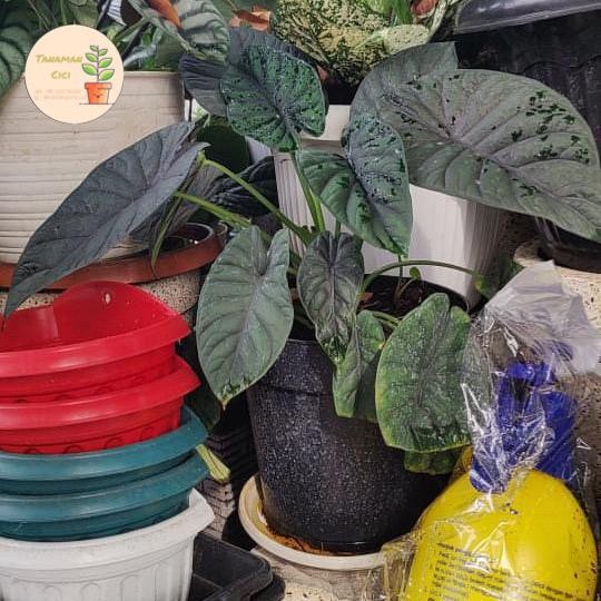 alocasia dragon scale