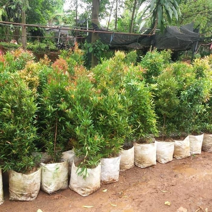 PROMO tanamn pucuk merah 1 meter/tanaman pucuk merah