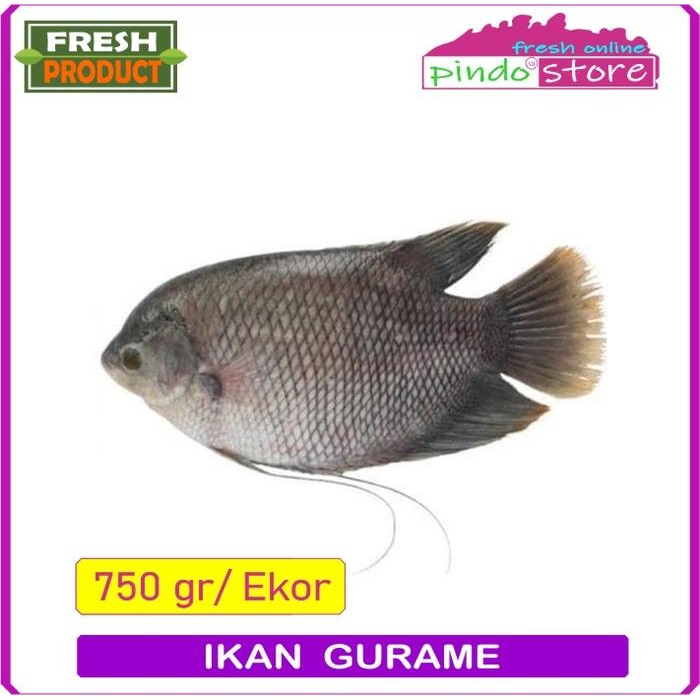 

Pilihan- Ikan Gurame Dari Ikan Yang Masih Hidup Dan Segar