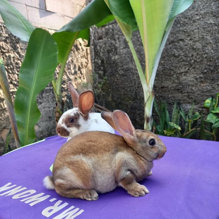 Stok Baru Kelinci Rex bulu karpet anakan sepasang (1).