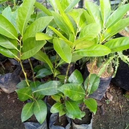 Bibit Buah Black Sapote Jumbo Nonbiji Cepat Berbuah Bibit Black Sapote Jumbo Unggul