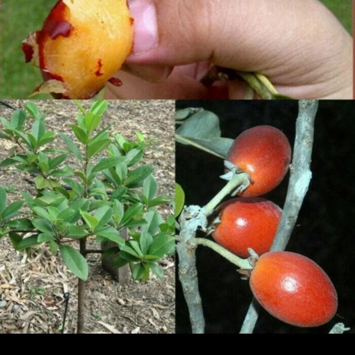 BIBIT SAWO KECIK ASLI