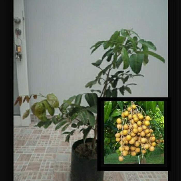 Bibit Kelengkeng Cangkok