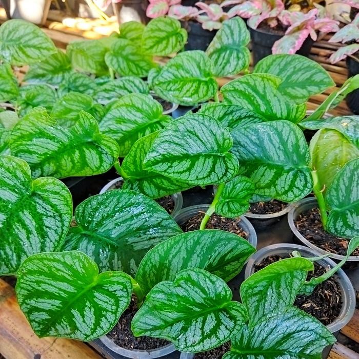 [ Tanaman Hias Monstera Dubia ]
