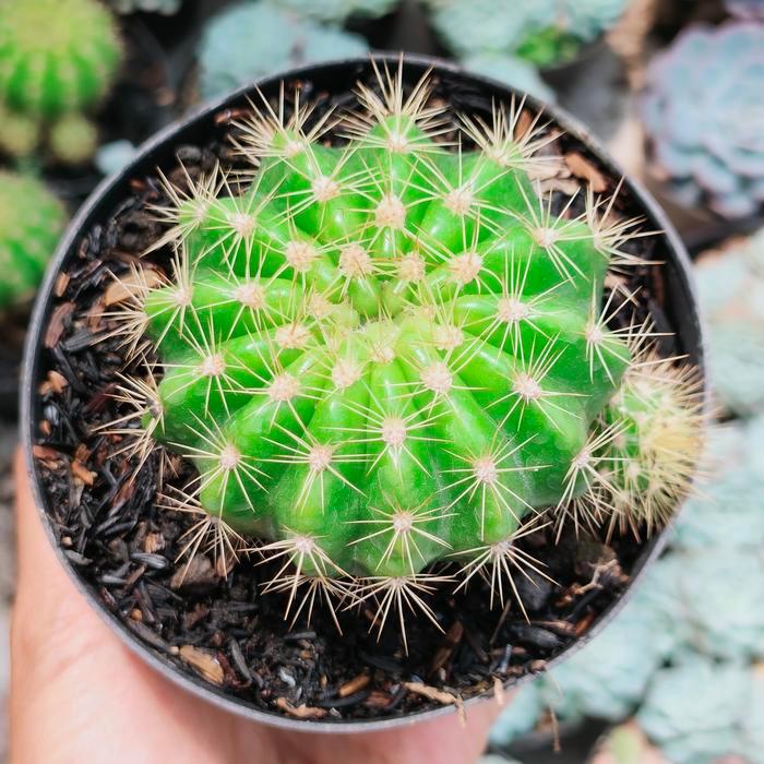 Kaktus ownroot