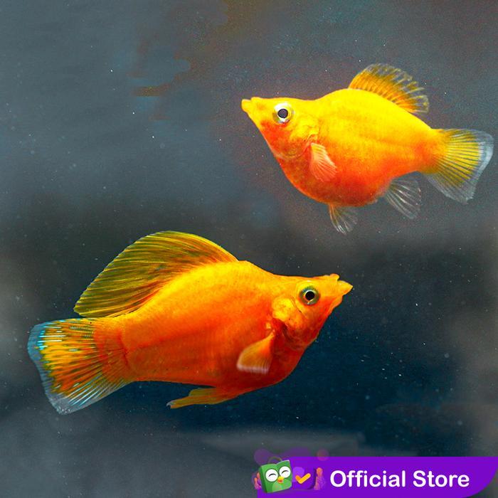 Molly Golden Balon / Ikan Hias Aquascape Air Tawar / Ikan Molly Balon