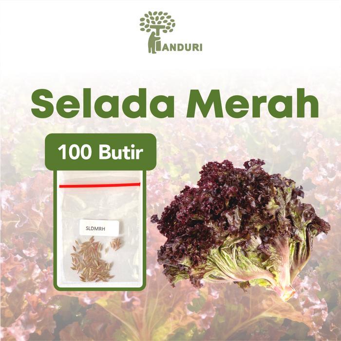 Benih Selada Merah Unggul, Bibit Super Selada Merah Bibit Mudah Tumbuh - Tanduri
