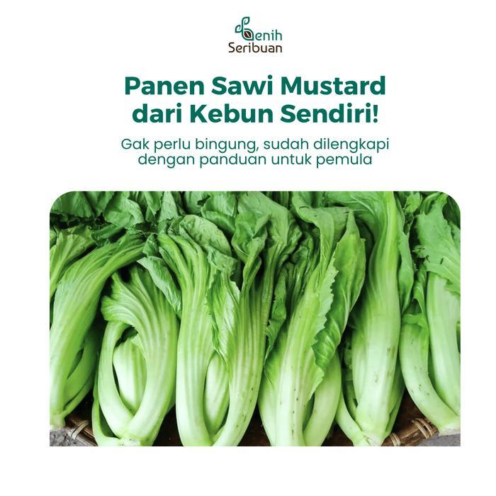 BIG SALE Benih Sawi Mustard Head Lettuce Known You Seed Bibit Sayur Unggul
