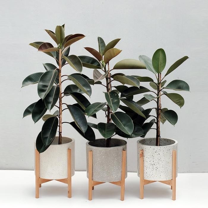 

Ficus Elastica (Karet Kebo)