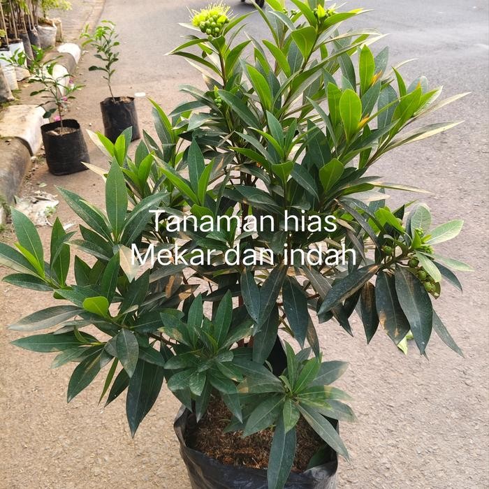 

tanaman hias santos lemon kuning, bunga santos lemon rimbun