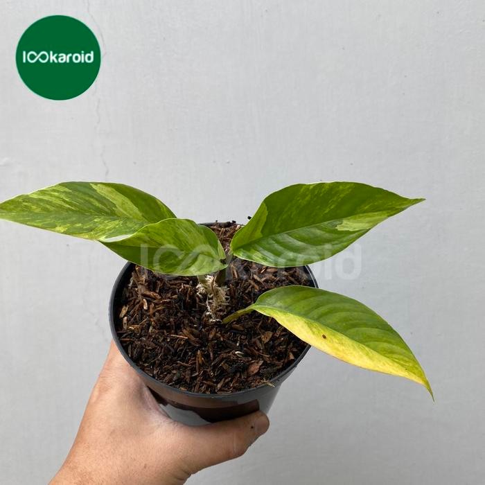 SM- Tanaman Hias Rhaphidophora Foraminifera Variegata / Varigata